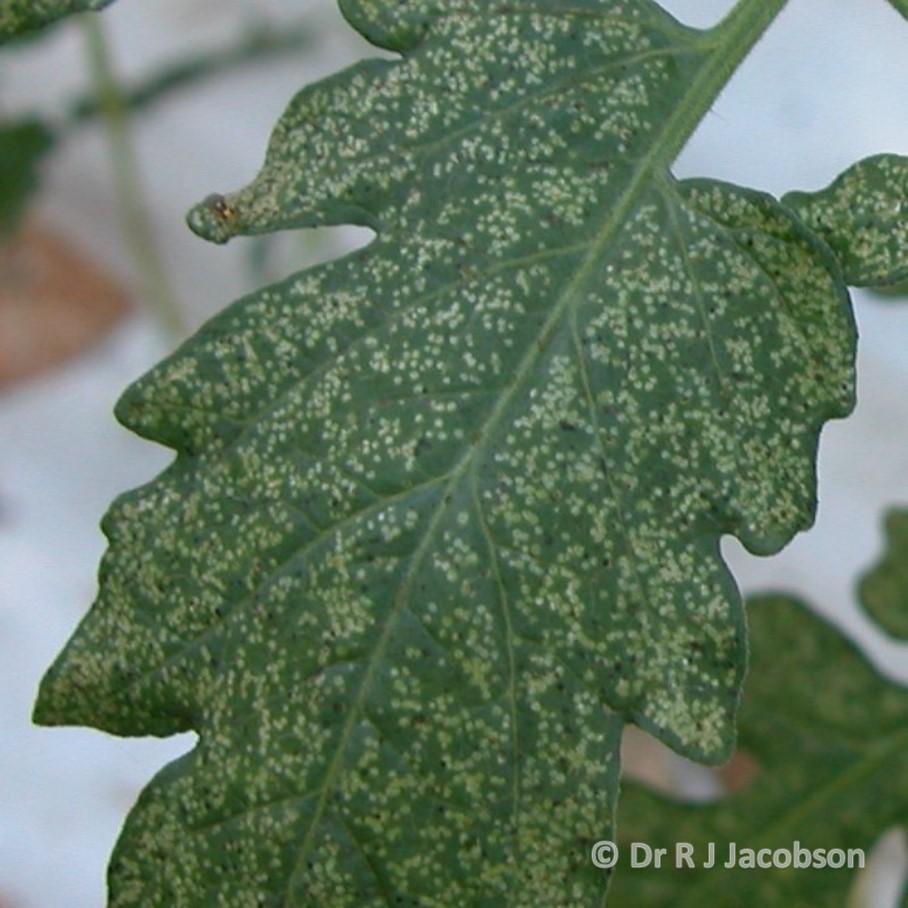 Damage to young growth caused by Liriomyza. Copyright Dr R J Jacobson (RJC Ltd).